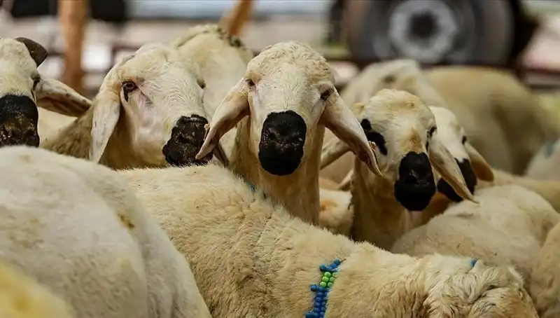Kurban Bayramı 2025: Kurban Kesmenin Dini Boyutu ve Sık Sorulan Sorular