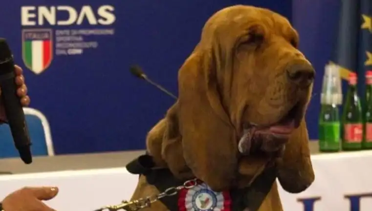 Arama Köpeğine Yönelik Suikast: Çivili Sosisle Kalleşçe Saldırı!