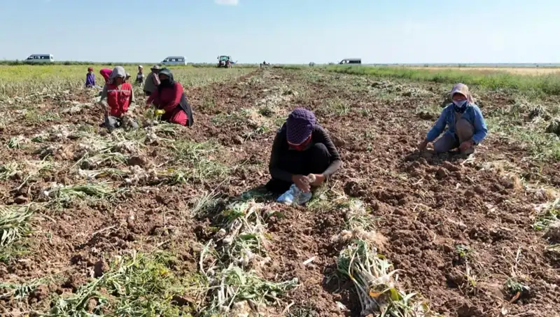 Rusya, Almanya ve İspanya'nın Antibiyotiği: Hasat Devrimi Kapıda