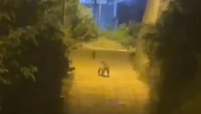Gümüşhane'de Şehir Merkezine Gelen Ayı İle İlgili Tüm Detaylar