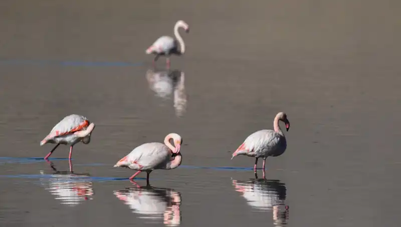 Kuş Cenneti Kuraklıkla Savaş Halinde: Flamingo Sayısı Alarm Veriyor