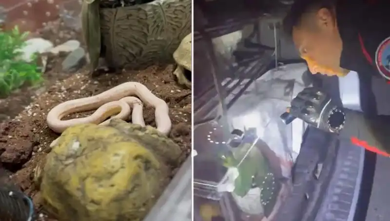 Devriye Ekipleri Beklenmedik Bir Durumla Karşılaştı: Yılanlar Aracın Arka Koltuğunda!