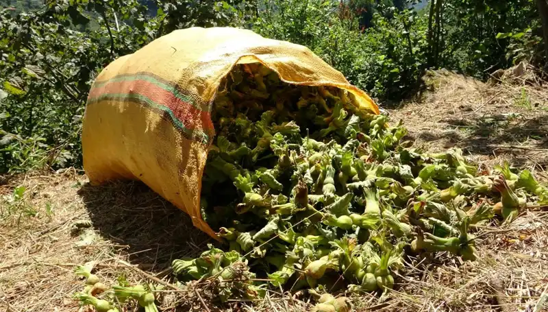 Giresun’da Fındık Hasadı Coşkusu: Rekor Beklentisi Yükseliyor