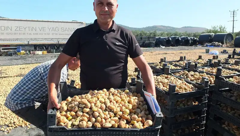 Balıkesir’in Bereketli Toprakları: Hasat Dönemi ve İhracat Başarıları
