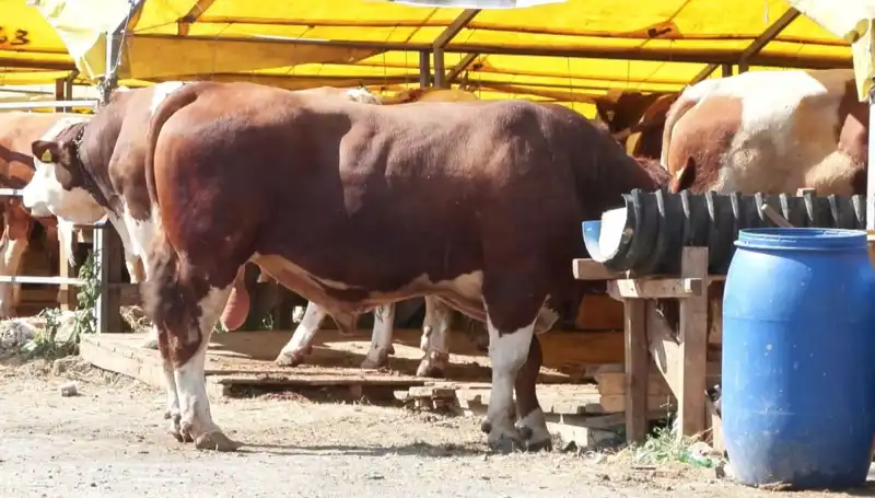 Kurban Pazarlarında Hareketlilik: Alıcı ve Satıcılar Ne Bekliyor?