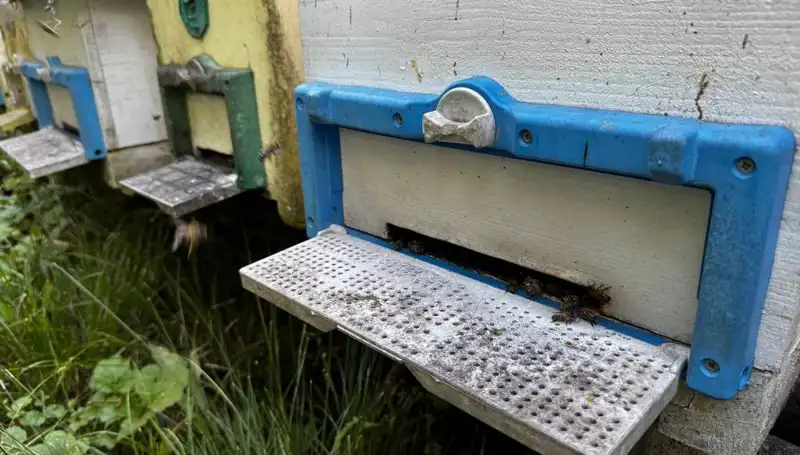 Dedesinin Öğüdüyle Tarımda Yeni Bir Başlangıç: 1 Ton Üretim Hedefi