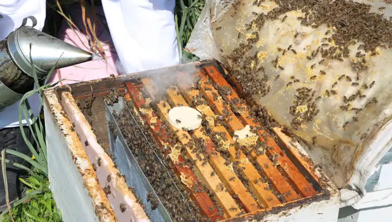 Genç Arıcı Dünya Pazarına Açılıyor: 800 Kovanda Eşsiz Bal Üretiyor