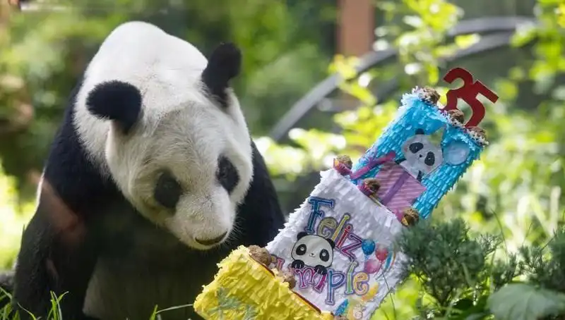 Dev Panda Xin Xin, 35. Yaşını Coşkuyla Kutladı: Panda Severler Buluştu!