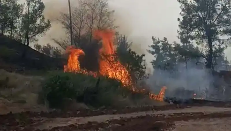 Denizli'nin Ormanlarını Kurtarma Mücadelesi: Yangın 7 Hektar Alanı Tahrip Etti
