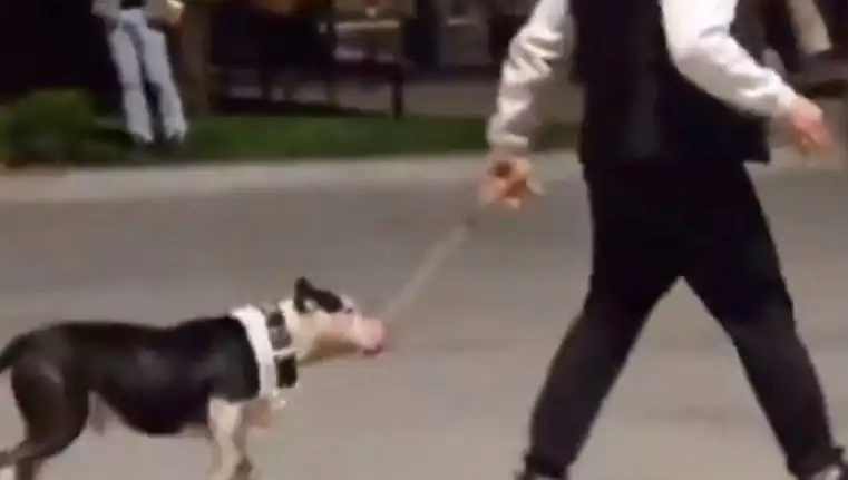 Ağızlıksız Pitbull'un Saldırısı: Sahibine Kesilen Para Cezası Ne Anlama Geliyor?