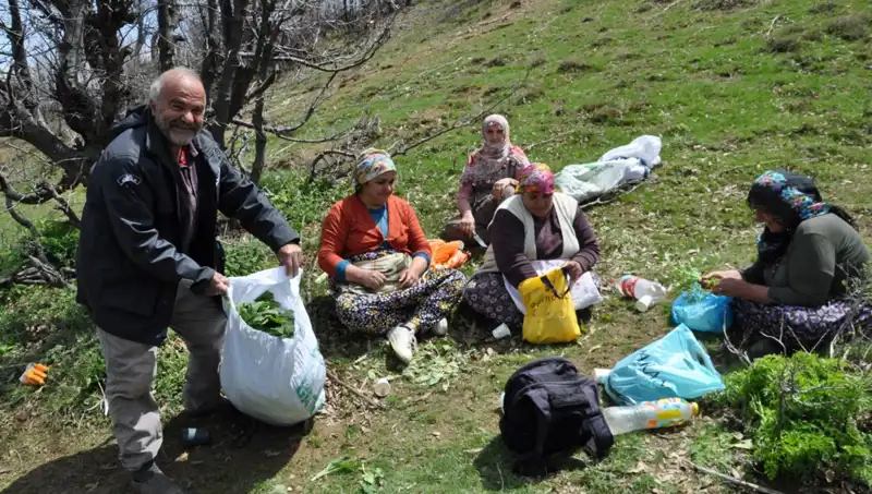 Toplamak İçin Beş Saat Yol Yürüyen Aileler: Kilosu 250 Lira