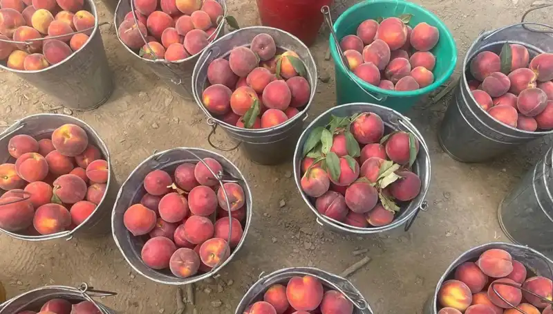 Çiftçiler Hasat Sezonunda Yüzleri Gülümseten 100 TL Fiyatıyla Mutluluk Yaşıyor