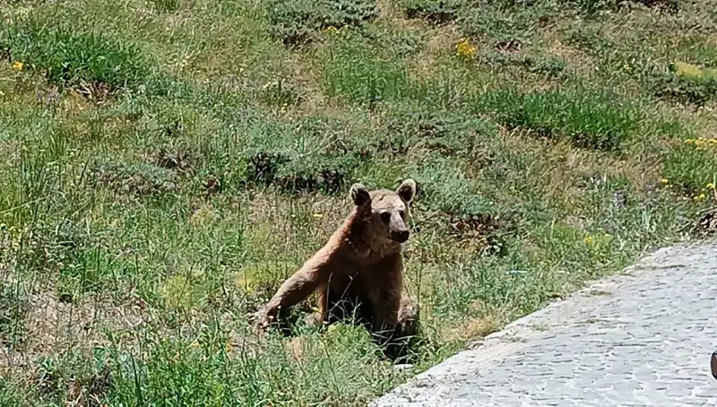 Nemrut Dağı'na Gidenlere Önemli Bozayı Uyarısı: Dikkat Edin!