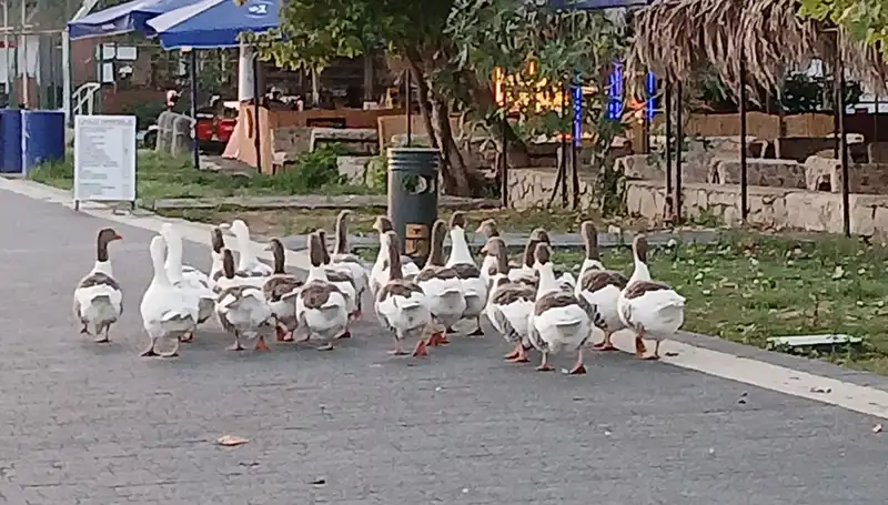Kazların Denizde Yüzme Macerası, Korkunç Bir Sonla Bitti!