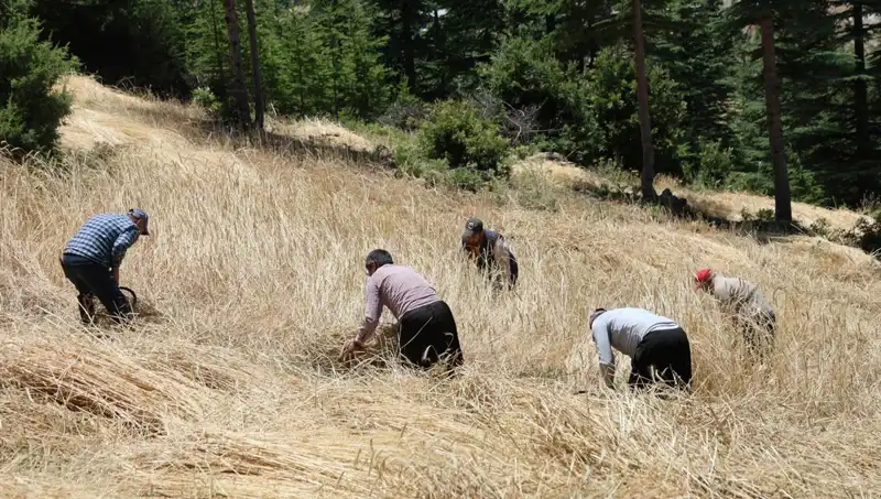 Teknolojinin Ulaşamadığı Tarla: Ellik ve Orakla Hasat Sezonu Başladı