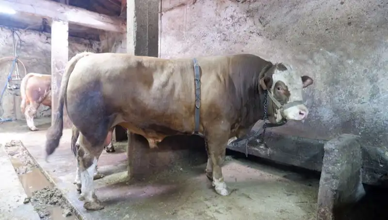 1 Ton 200 Kilo Altın: Alıcısını Buldu, Fiyatı Şok Etti!