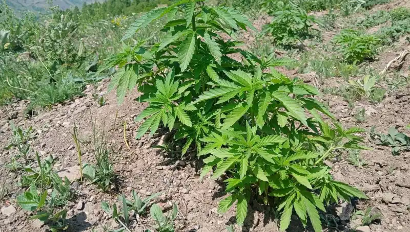 Bingöl'de Kenevir ve Kaçak Tütün Operasyonu: 1500 Kök Ele Geçirildi