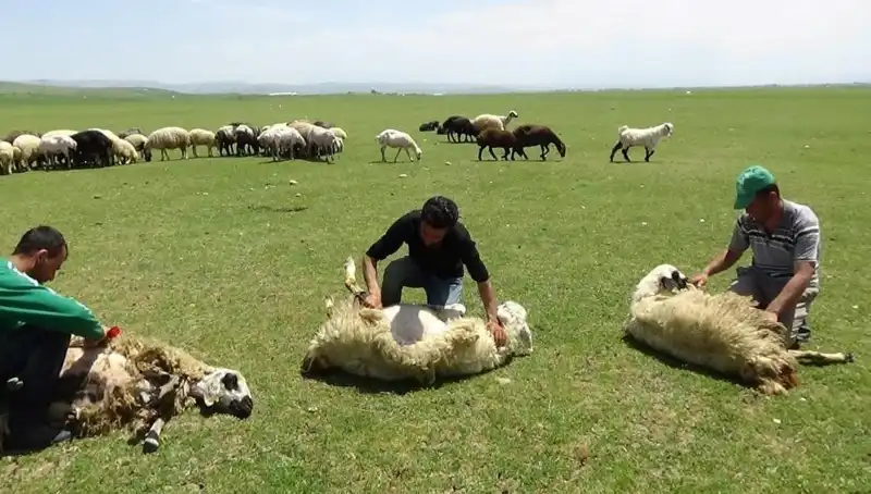 Kışın Dondurucu Soğukları Ardında Koyun Kırkma Zamanı!