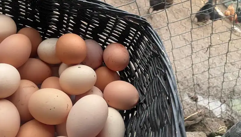 Dünyanın En Ucuz Proteini: Okul Döneminde Aileleri Nasıl Rahatlatacak?