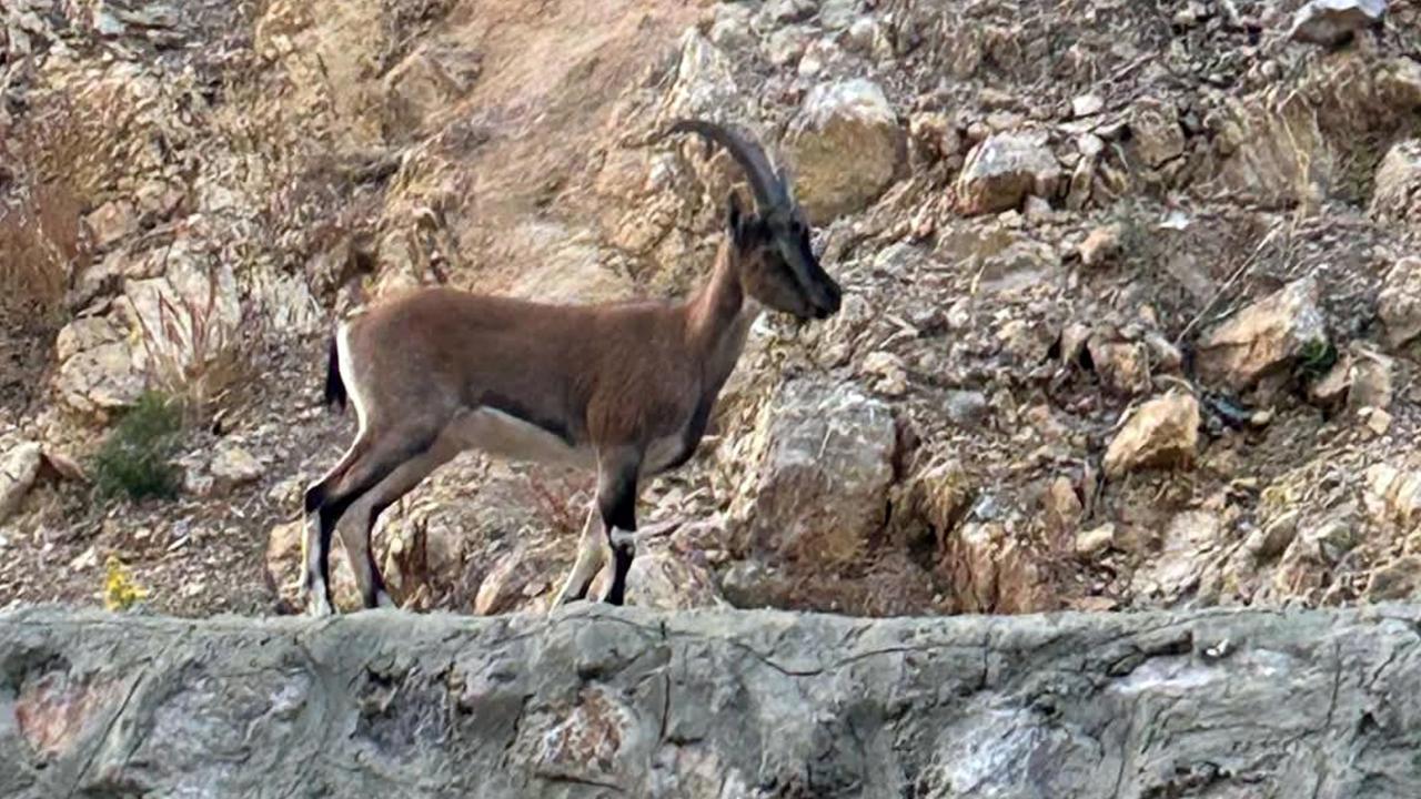 Yaban Keçisini Avlayan Kişiye 661 Bin Lira Ceza Verildi