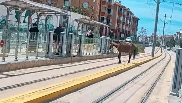 Eskişehir Tramvay Raylarında Başını Kaçıran At Olayı Şaşkınlık Yarattı