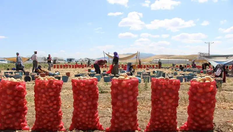 Amasya Elması, Avrupa ve Rusya'yı Fethediyor: Tatlılığında Eşsiz Bir Lezzet