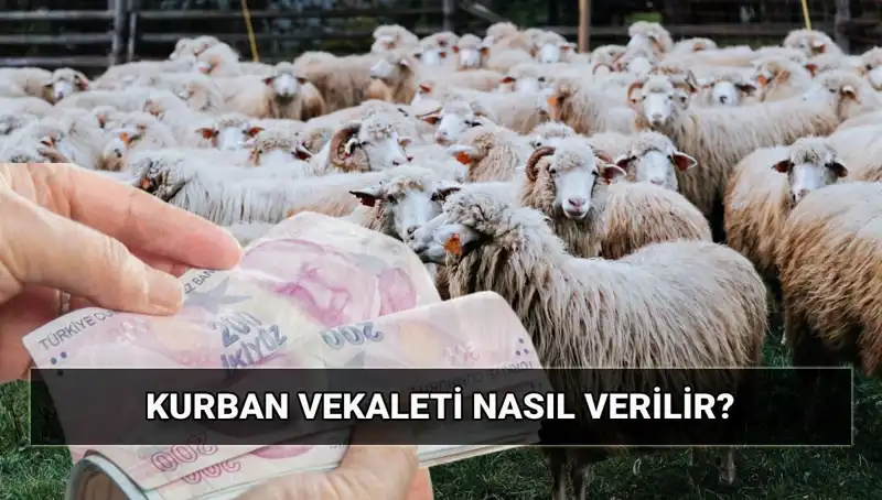 Vekaletle Kurban Kesim Sürecinde Bilmeniz Gereken Her Şey