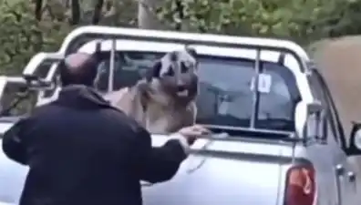 Trabzon'da Köpeği Halatla Döven Canilere Tepkiler Dinmiyor