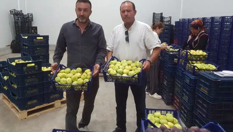 Mersinli Çiftçilerin Yüzü Gülüyor: İhraç Edilen Fıstıkların Fiyatı 20 TL