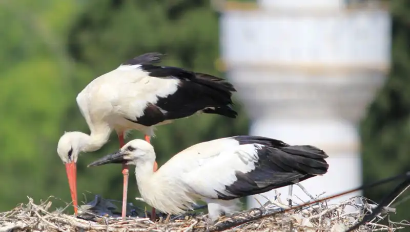 Yaren Leyleği Rekoru: Leylek Köyü'nde 8 Kat Fazla Yuva Var!