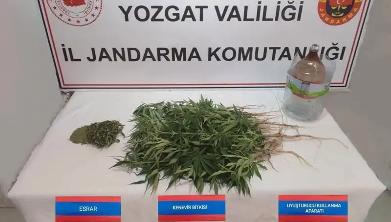 Yozgat'ta İnanılmaz Kenevir Operasyonu: 40 Kök Ele Geçirildi!