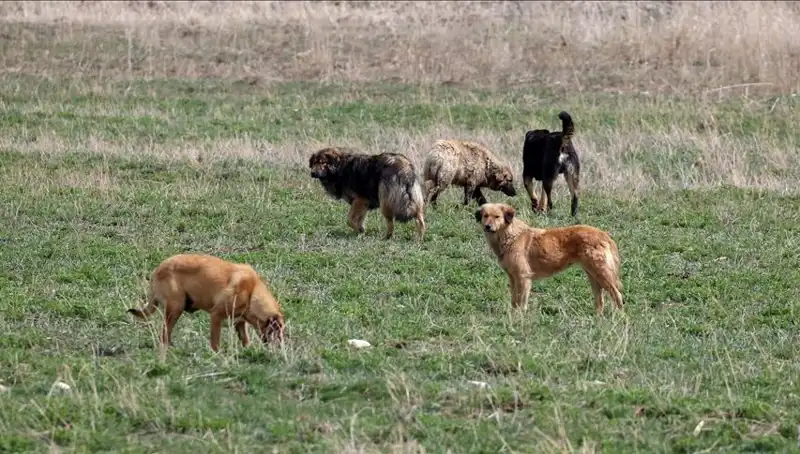Ankara'da Sahipsiz Köpekler İçin Yeni Ceza Uygulaması Başlıyor