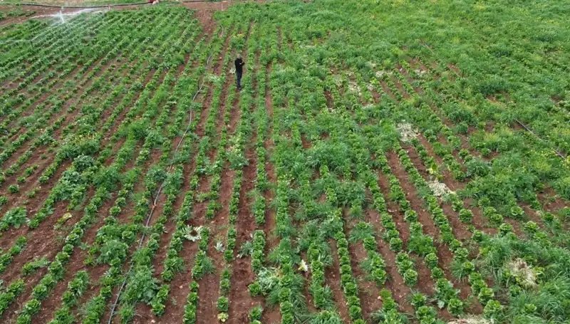 Kuraklık Kayağı Marul Hasadını Vurdu: Çiftçiler Ne Yapacak?