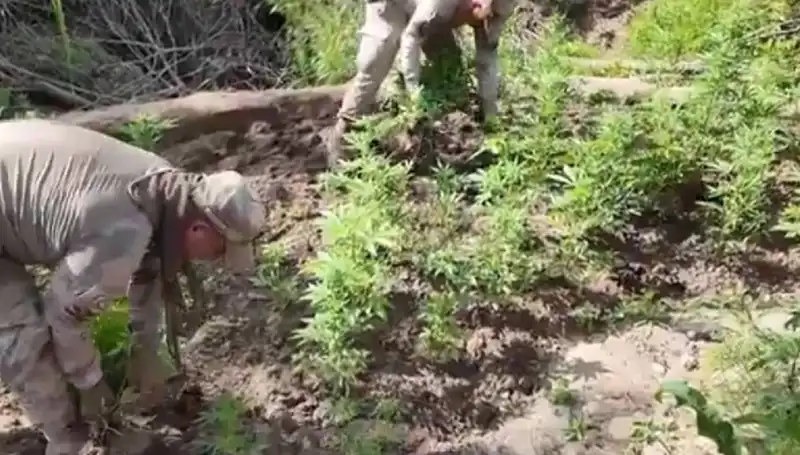 Diyarbakır'da Yakalanan 12 Milyon Kök Kenevir ve Skunkın Ardındaki Gerçekler