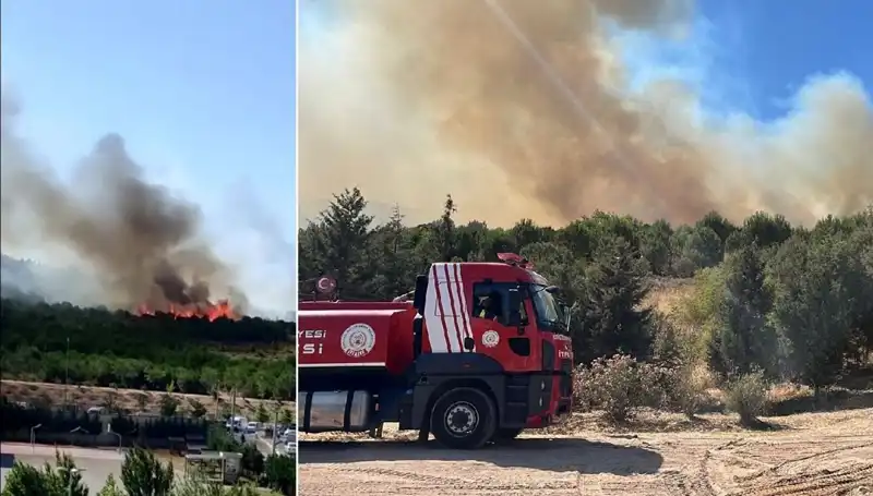 Gebze'de Korkutan Orman Yangını: Sebepleri ve Etkileri