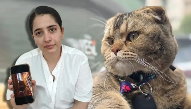 Evliliğin Kaderi: Kedi Yüzünden Boşanma Tehdidi!