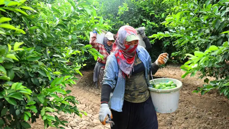 Üreticiler Umutlu: Marketlerde Patates Fiyatlarından Düşüş Bekleniyor