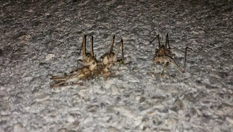 Yüzlerce Çekirge Şehri Iskalamak İçin Yola Çıktı!