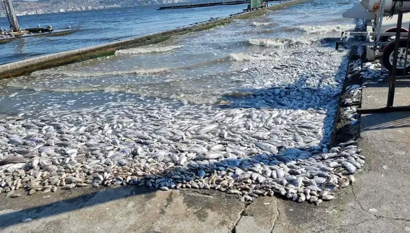 İzmir Körfezi'nde Temizlik Seferberliği Başladı: Deniz Suyunun Kalitesi Artacak