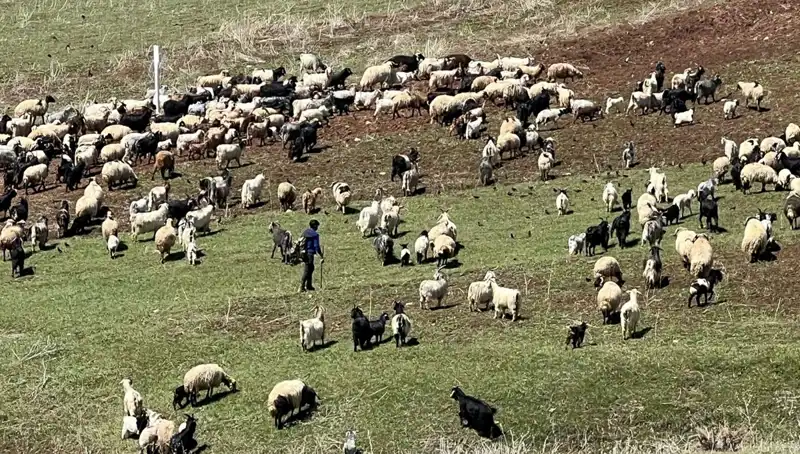Çoban Krizinde Son Durum: 70 Bin Lira Maaşı Reddedenler Neden Bu Kadar Çok?
