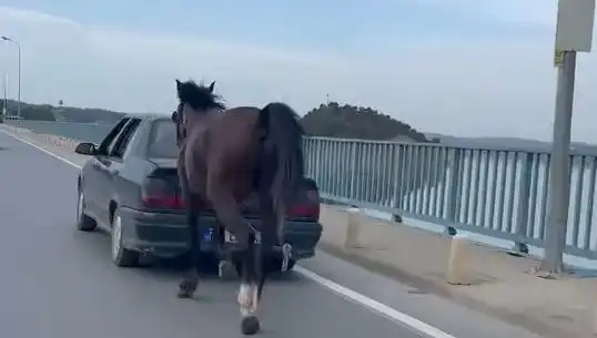 Adana'da Kesilen Ata Eziyet Eden Kişiye Tutuklama Şoku