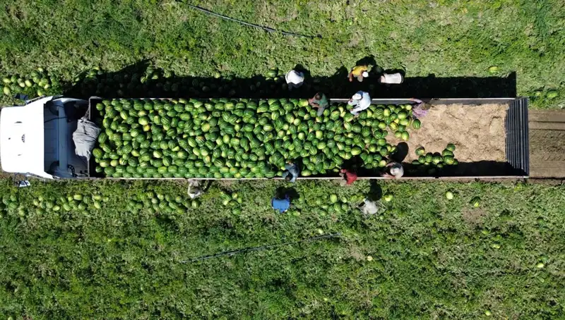 Bafra Ovası'nda Rekor Karpuz Hasadı: 94 Bin 500 Ton İçin Geri Sayım Başladı